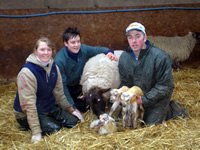 Lambing season, every Easter at Blaze Farm