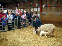 Lambing season, every Easter at Blaze Farm